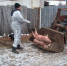 На Урале ветеринарную службу заподозрили в сокрытии вспышки африканской чумы свиней - Газета Южноуралец